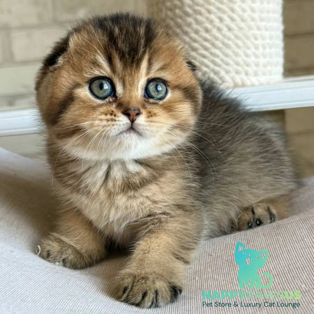 Fiona Scottish Fold female black golden ticked tabby - live animals