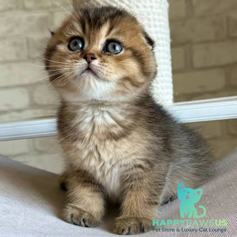 Fiona Scottish Fold female black golden ticked tabby - live animals