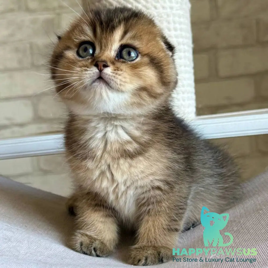 Fiona Scottish Fold female black golden ticked tabby - live animals