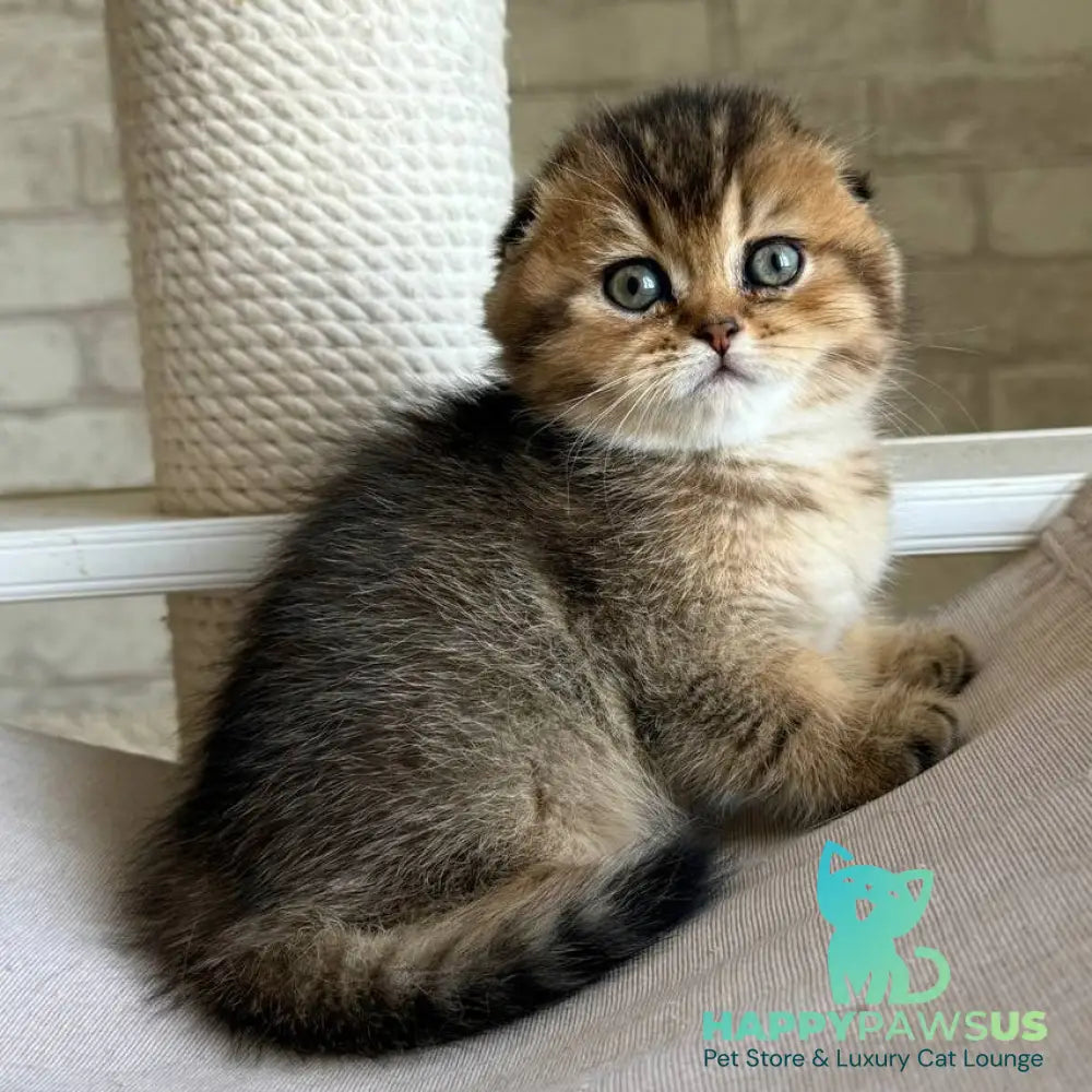 Fiona Scottish Fold female black golden ticked tabby - live animals