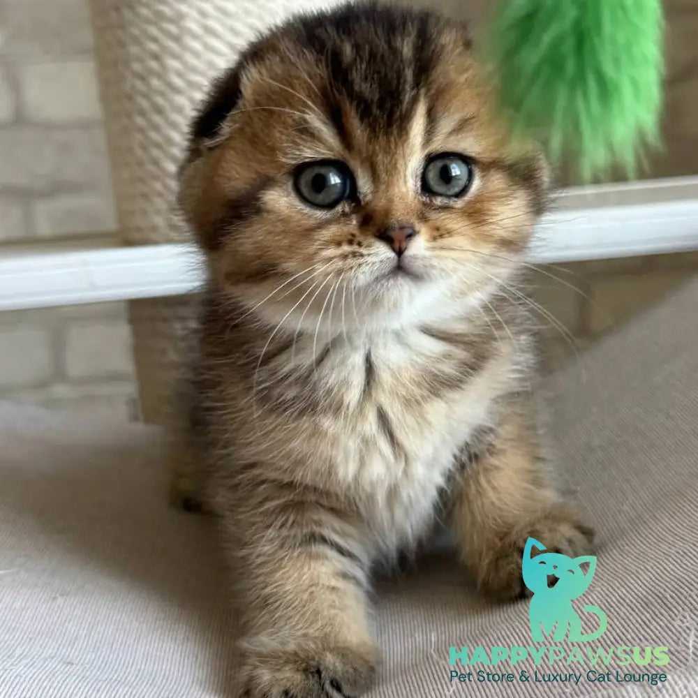 Fiona Scottish Fold female black golden ticked tabby - live animals