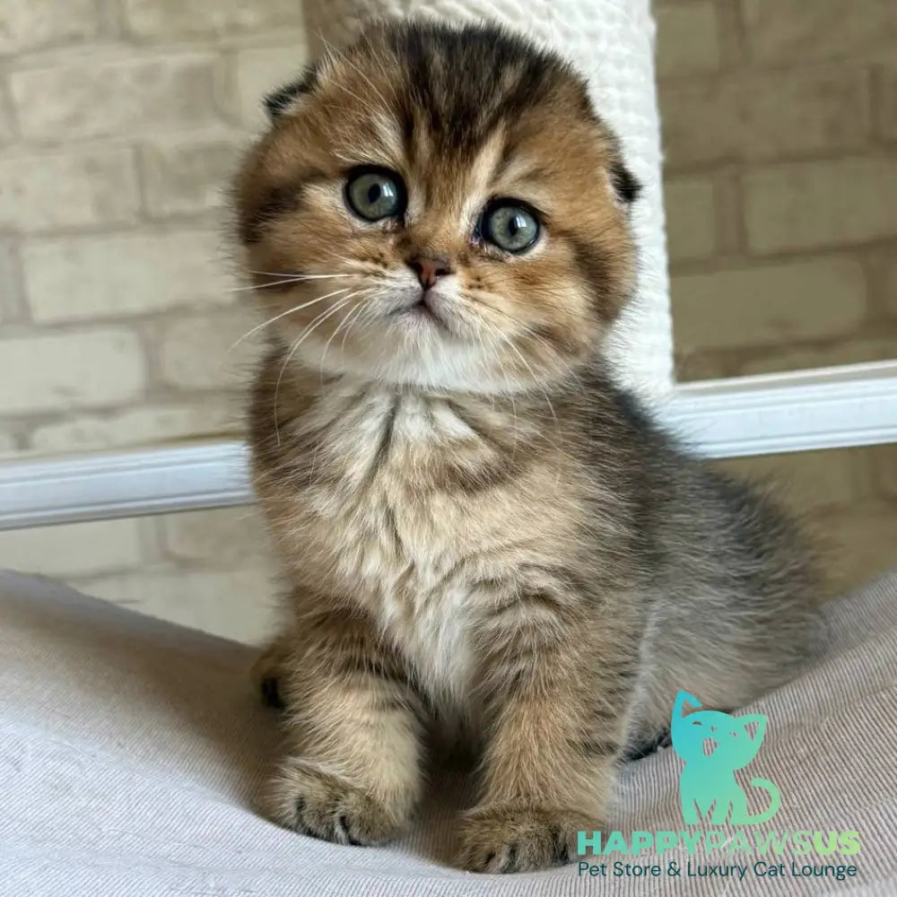 Fiona Scottish Fold female black golden ticked tabby - live animals