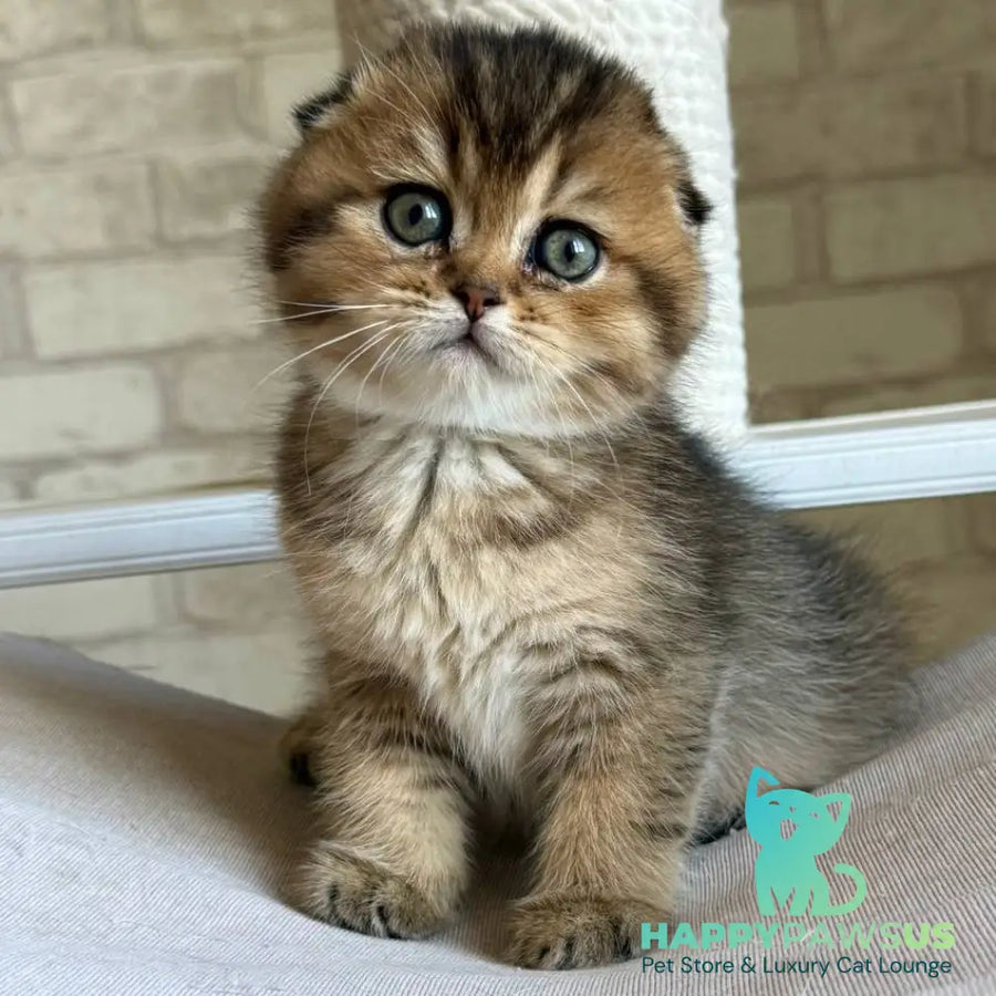 Fiona Scottish Fold female black golden ticked tabby - live animals
