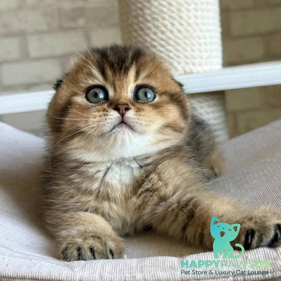 Fiona Scottish Fold female black golden ticked tabby - live animals