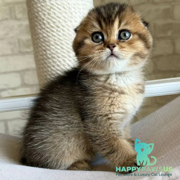 Fiona Scottish Fold female black golden ticked tabby - live animals