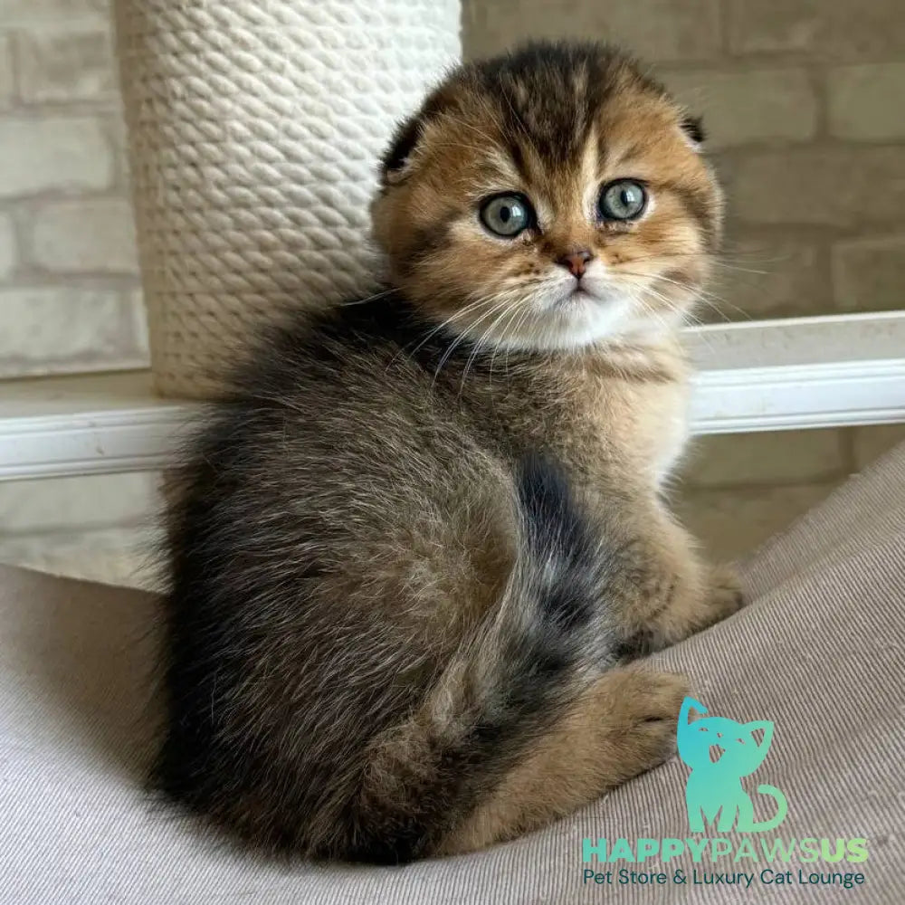 Fiona Scottish Fold female black golden ticked tabby - live animals