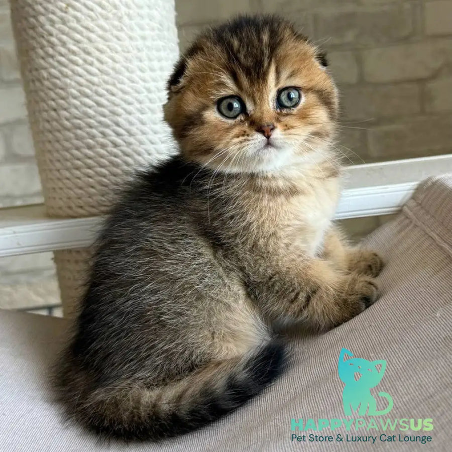 Fiona Scottish Fold female black golden ticked tabby - live animals