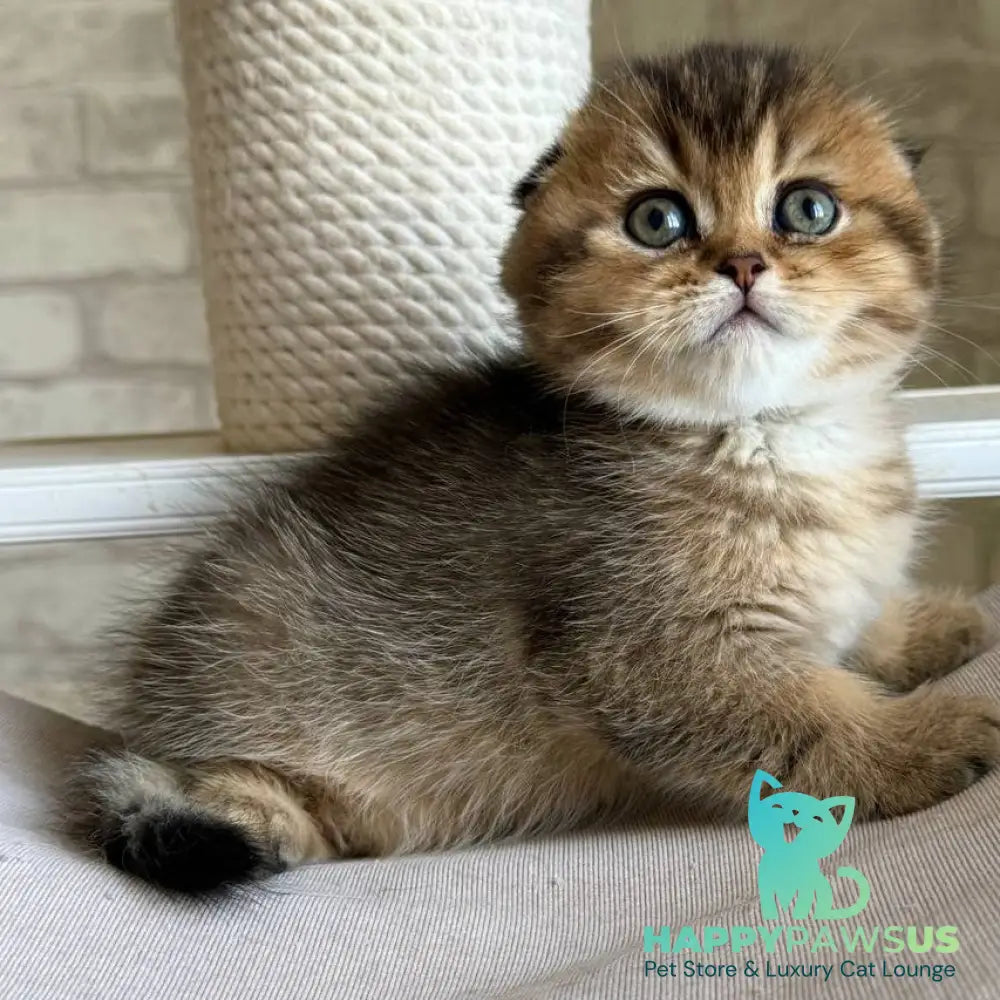 Fiona Scottish Fold female black golden ticked tabby - live animals