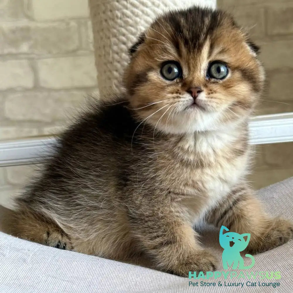 Fiona Scottish Fold female black golden ticked tabby - live animals