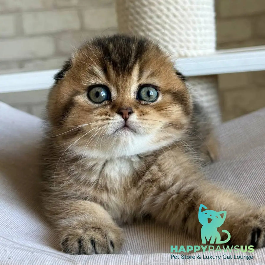 Fiona Scottish Fold female black golden ticked tabby - live animals