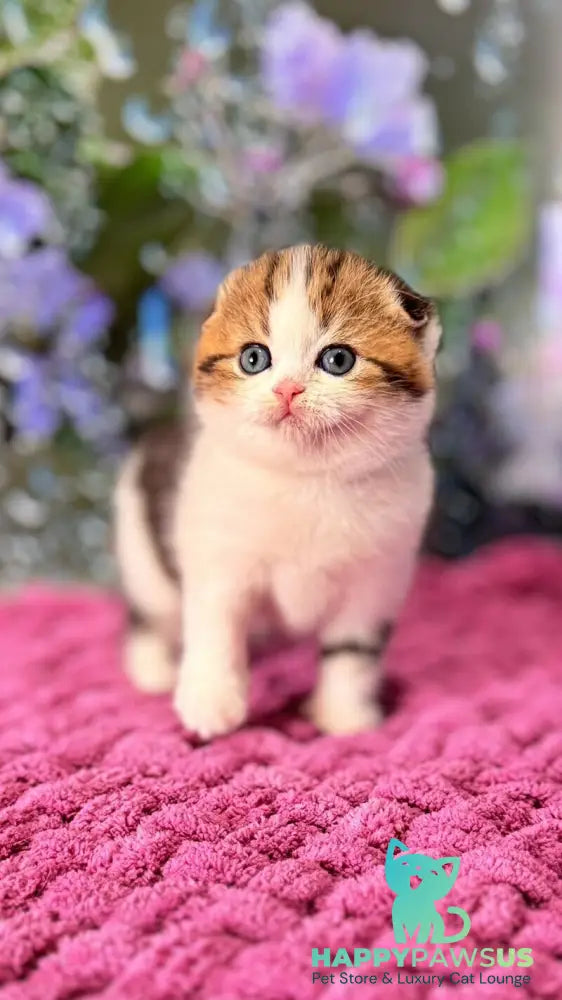 Fiona Scottish Fold female black tabby bicolour - live animals