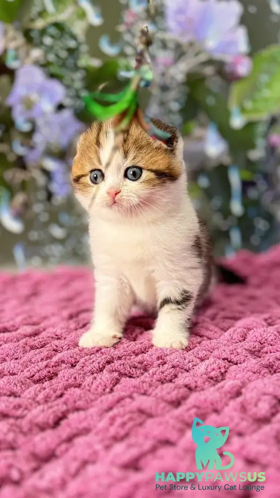 Fiona Scottish Fold female black tabby bicolour - live animals