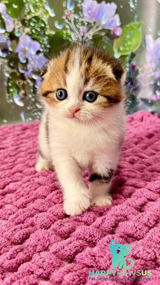 Fiona Scottish Fold female black tabby bicolour - live animals