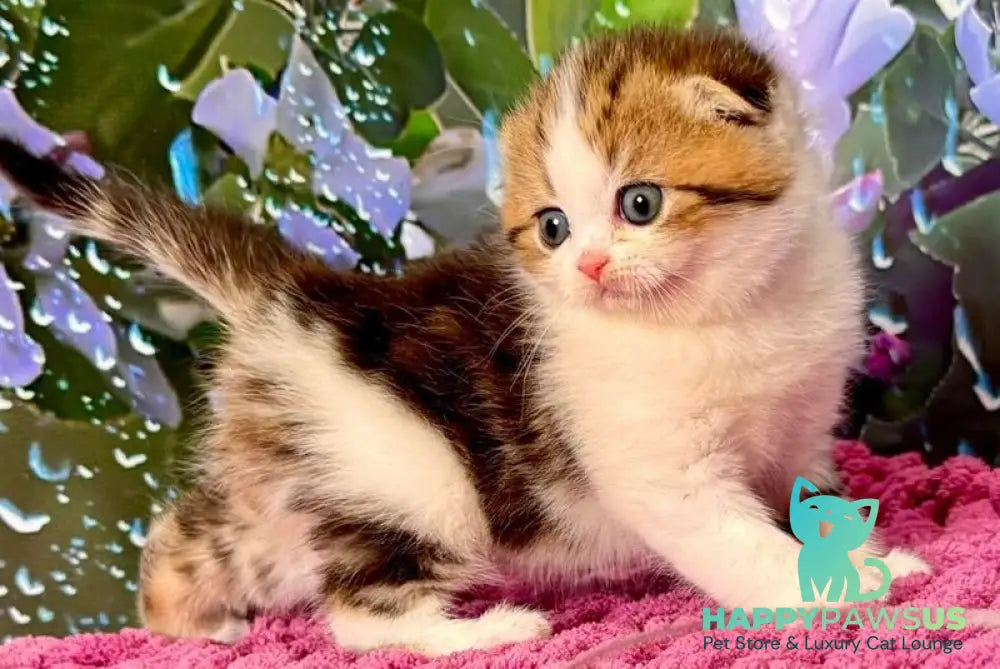 Fiona Scottish Fold female black tabby bicolour - live animals