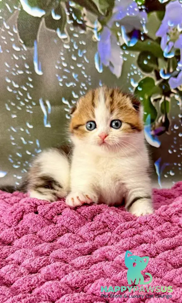 Fiona Scottish Fold female black tabby bicolour - live animals