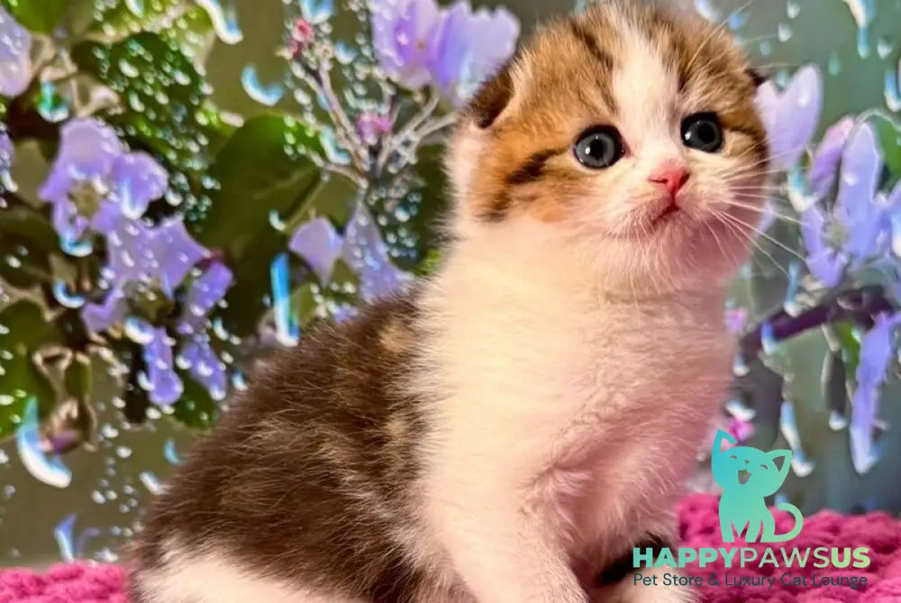 Fiona Scottish Fold female black tabby bicolour - live animals
