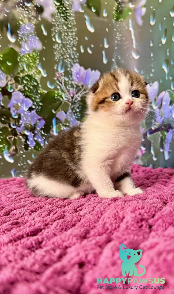 Fiona Scottish Fold female black tabby bicolour - live animals