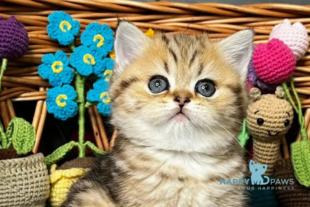 Fiona Scottish Straight female black golden tabby live animals