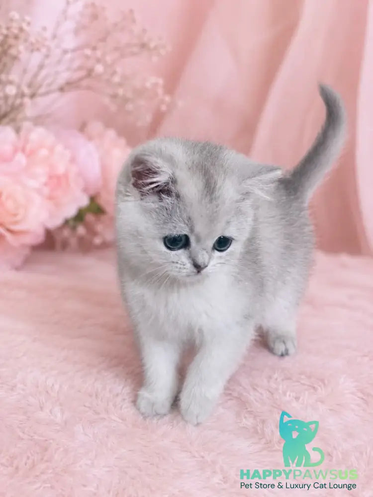 Fiona Scottish Straight female black silver shaded - live animals