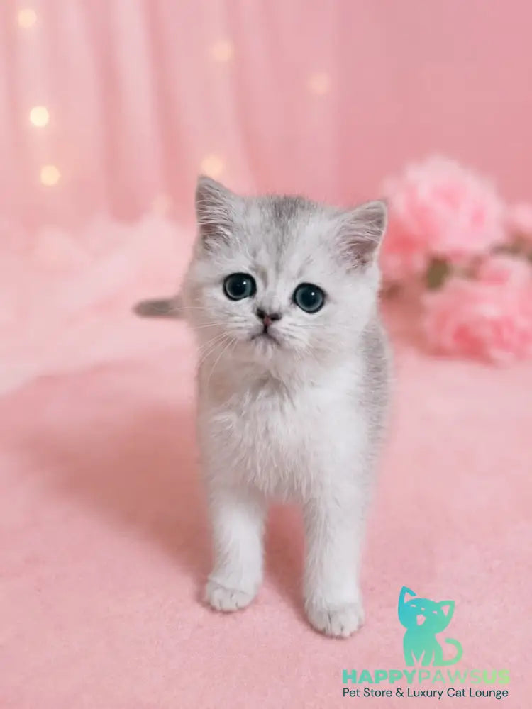 Fiona Scottish Straight female black silver shaded - live animals
