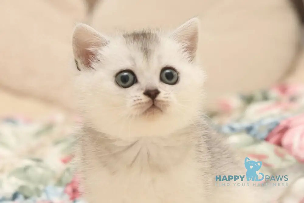 Fiona Scottish Straight female black silver shaded live animals