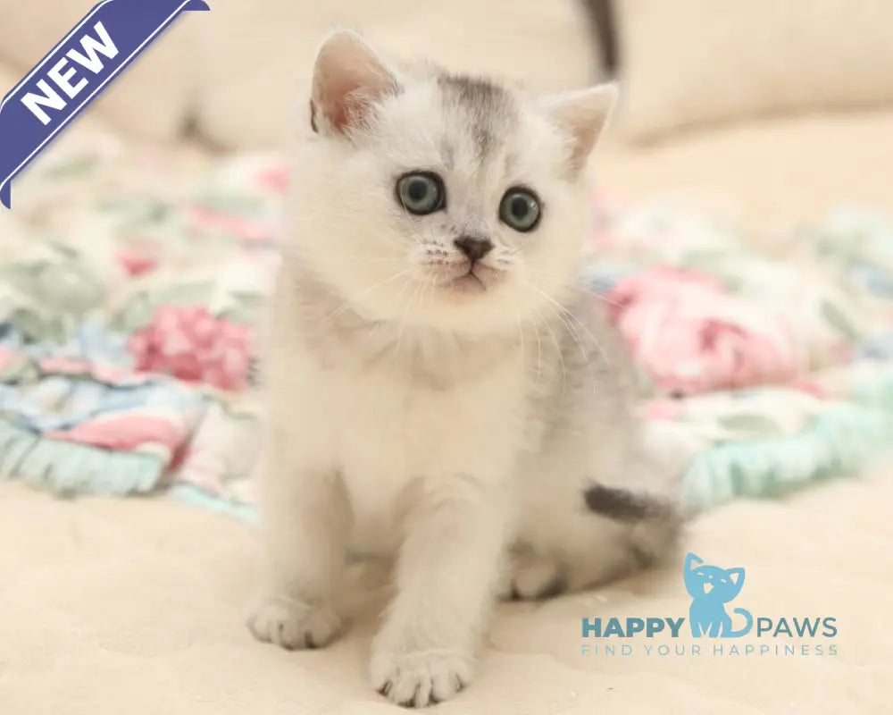 Fiona Scottish Straight female black silver shaded live animals