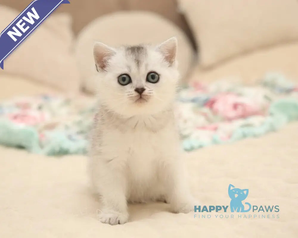 Fiona Scottish Straight female black silver shaded live animals