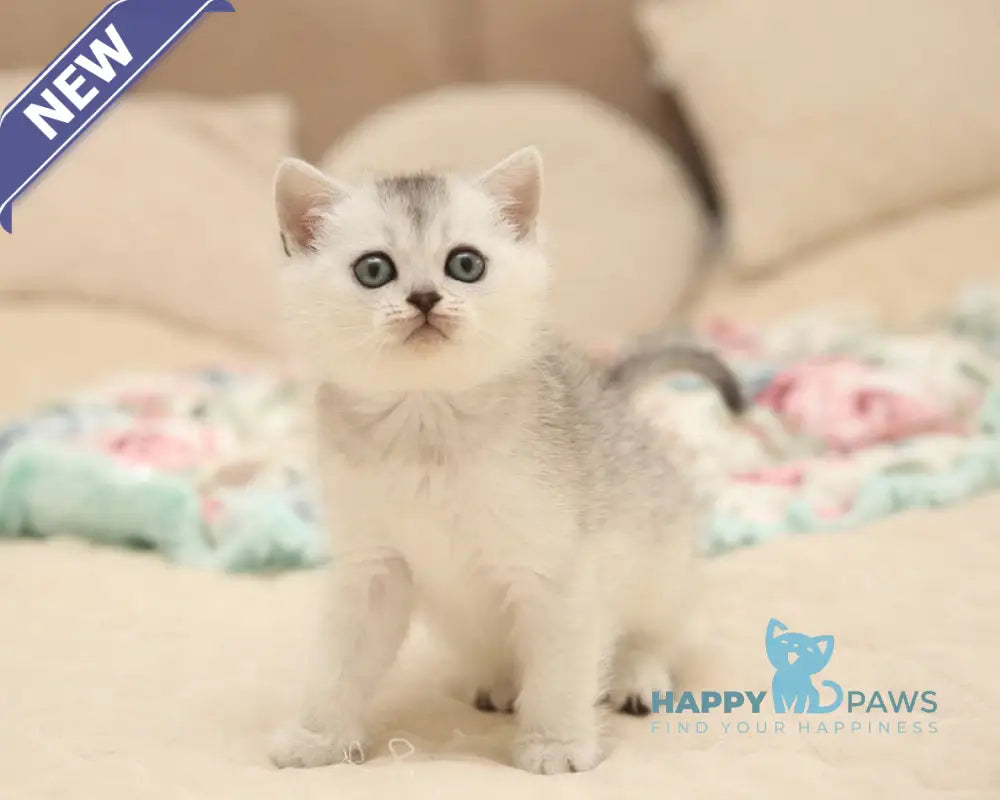 Fiona Scottish Straight female black silver shaded live animals