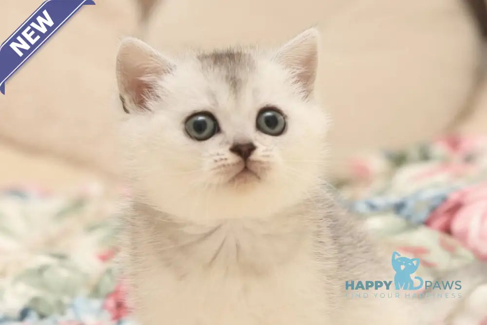 Fiona Scottish Straight female black silver shaded live animals