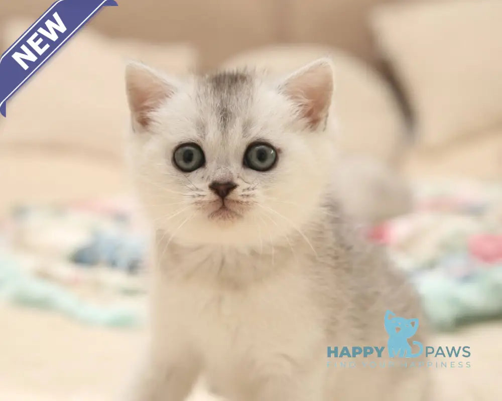 Fiona Scottish Straight female black silver shaded live animals