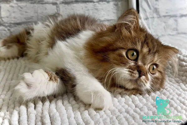 Fiona Scottish Straight female black tabby bicolour - live animals