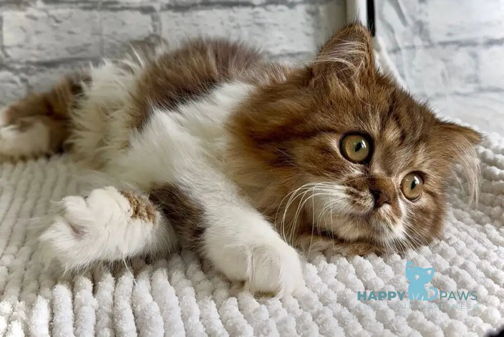 Fiona Scottish Straight female black tabby bicolour - live animals