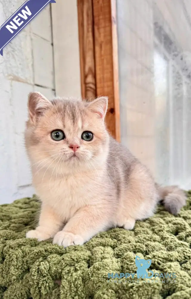 Fiona Scottish Straight female blue golden shaded live animals