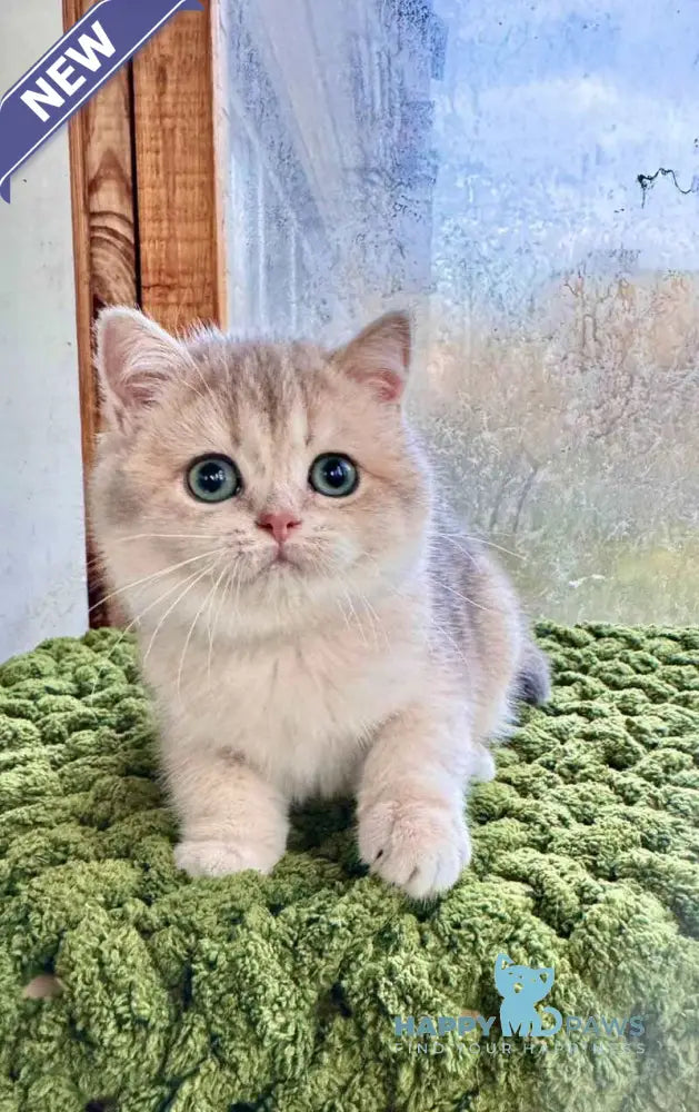 Fiona Scottish Straight female blue golden shaded live animals