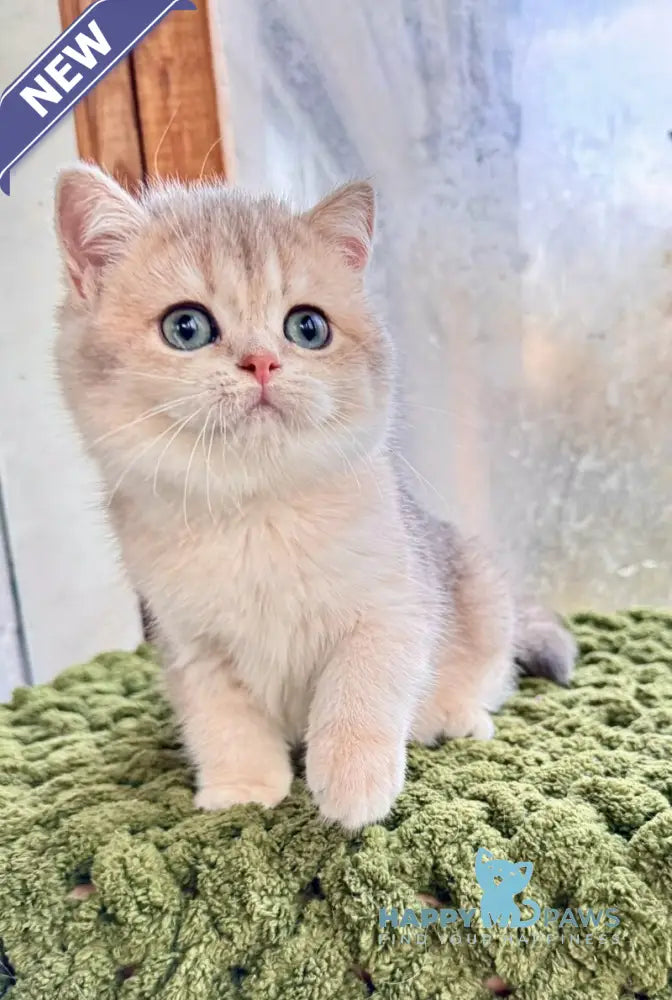 Fiona Scottish Straight female blue golden shaded live animals