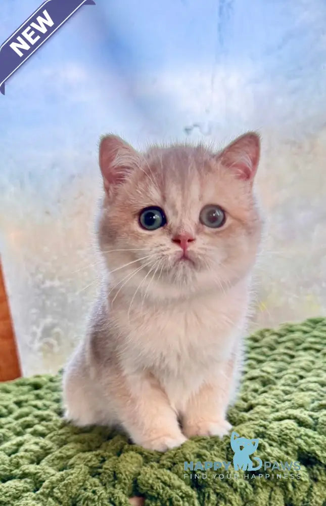 Fiona Scottish Straight female blue golden shaded live animals