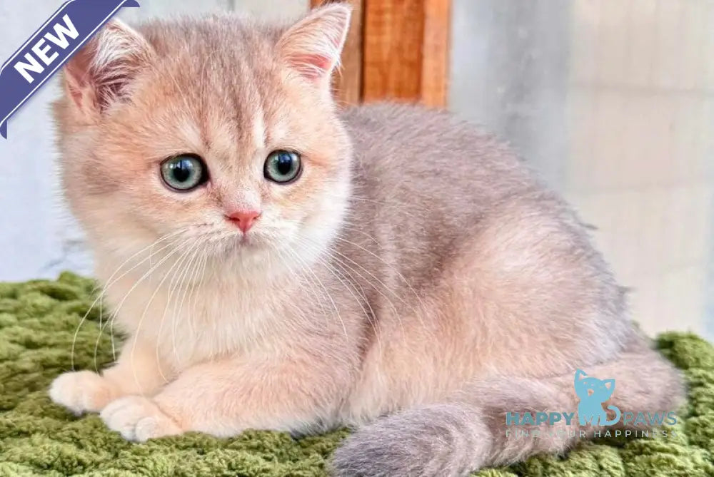 Fiona Scottish Straight female blue golden shaded live animals