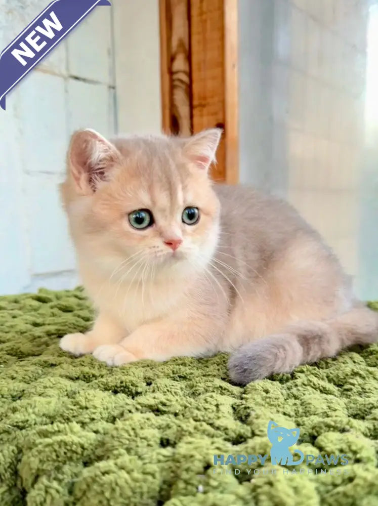 Fiona Scottish Straight female blue golden shaded live animals