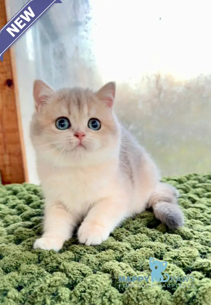 Fiona Scottish Straight female blue golden shaded live animals