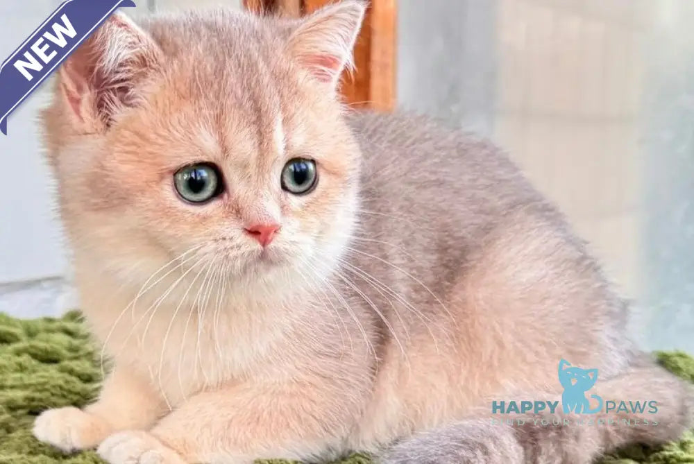 Fiona Scottish Straight female blue golden shaded live animals