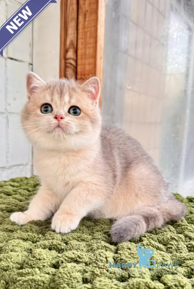 Fiona Scottish Straight female blue golden shaded live animals