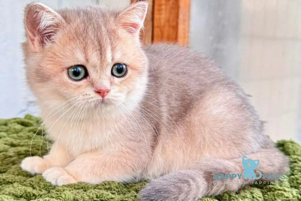 Fiona Scottish Straight female blue golden shaded live animals