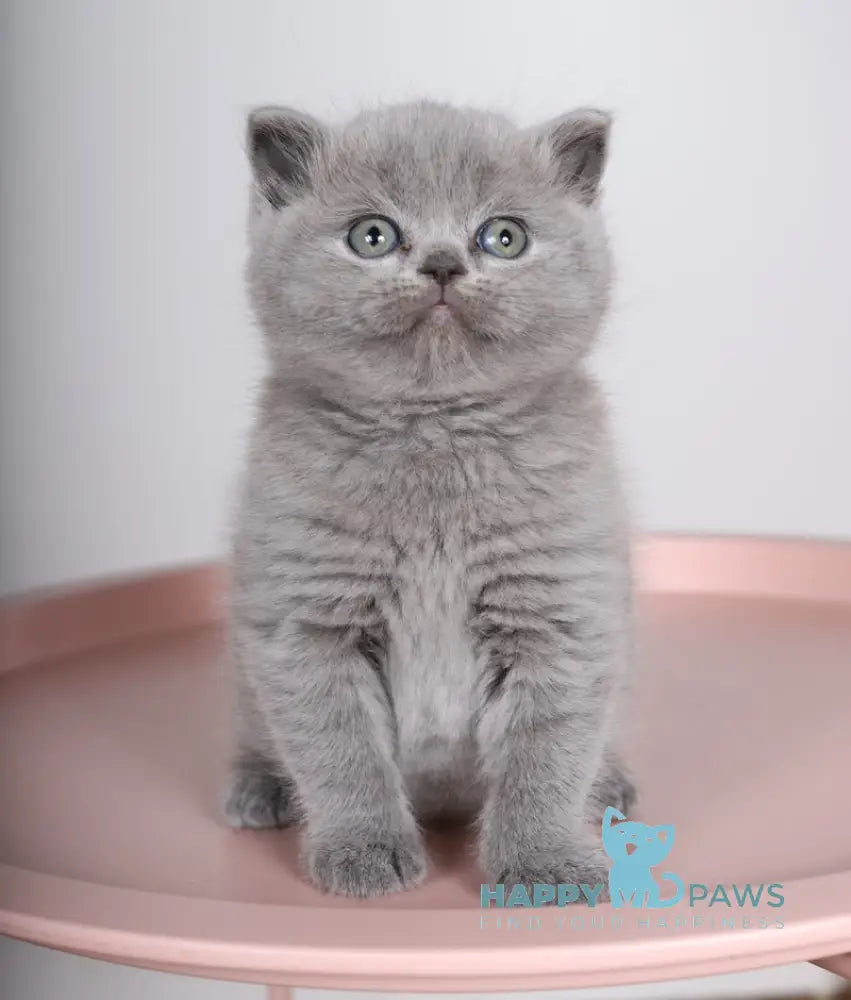 Fiona Scottish Straight female blue live animals