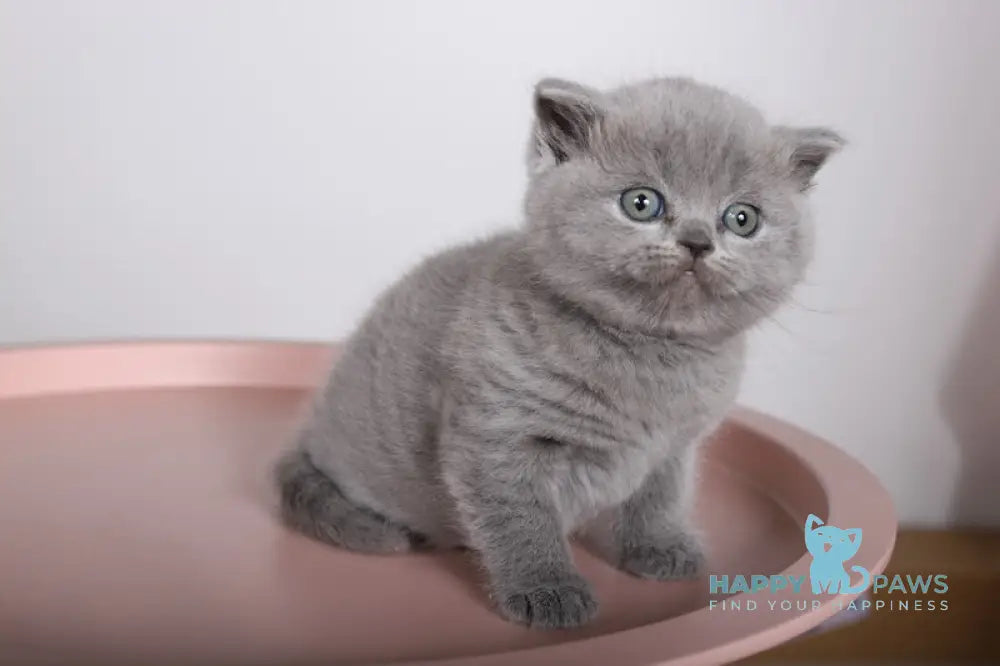 Fiona Scottish Straight female blue live animals