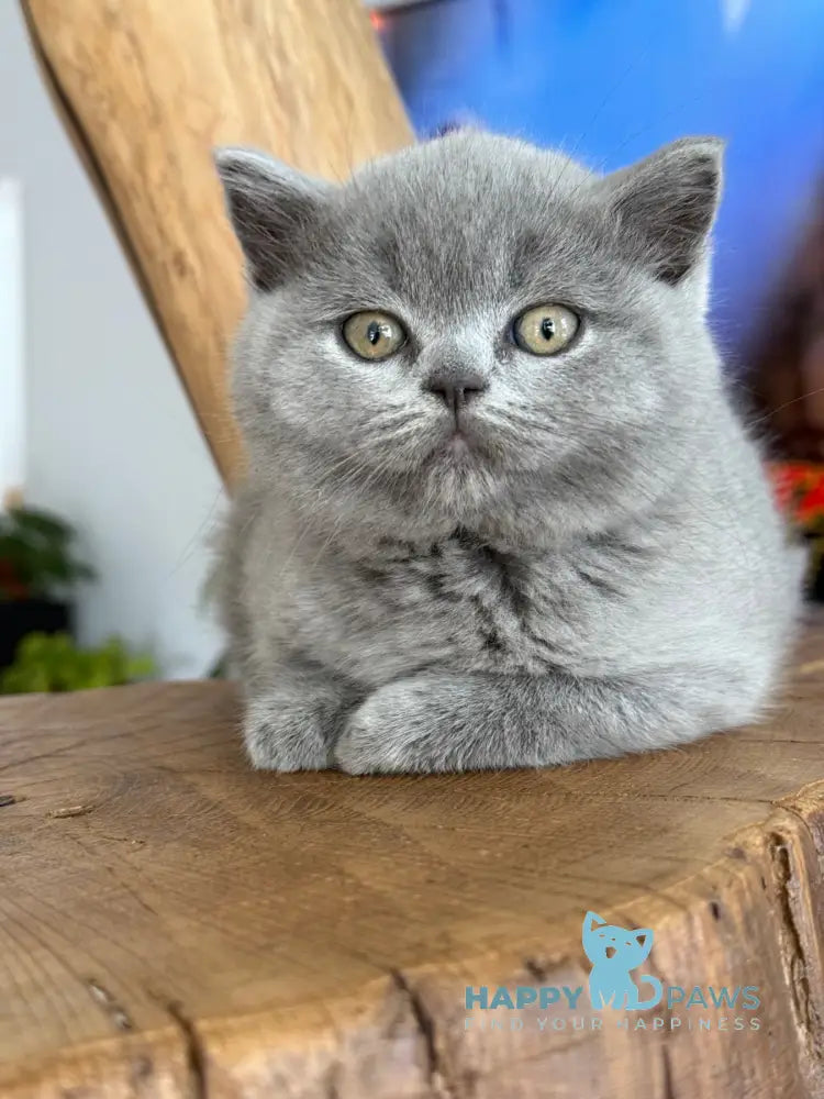 Fiona Scottish Straight female blue live animals