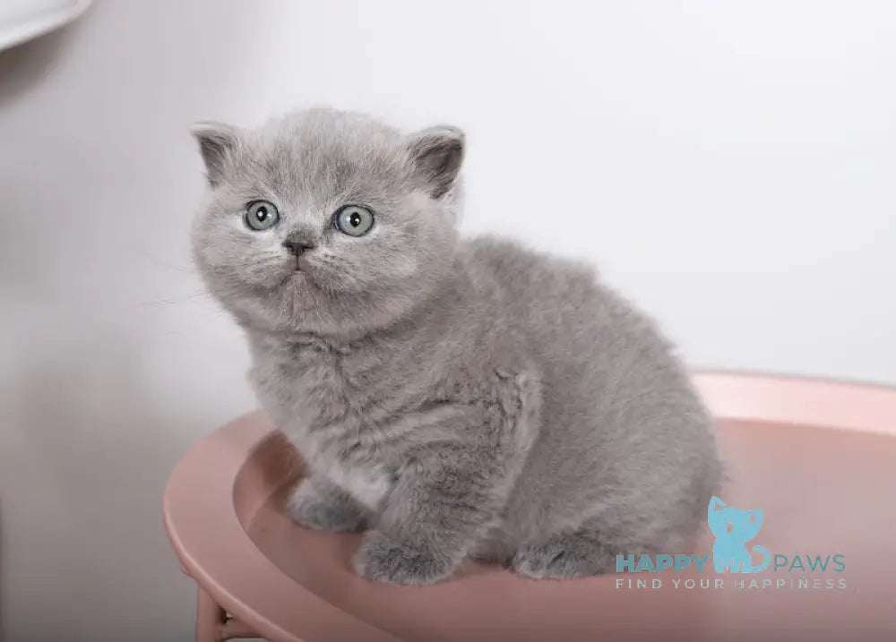 Fiona Scottish Straight female blue live animals