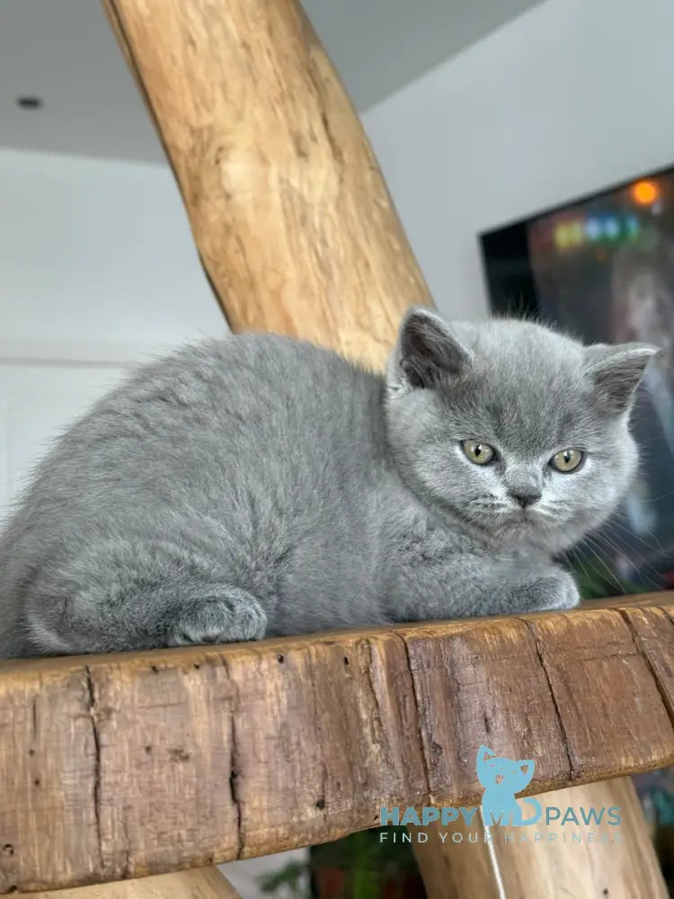Fiona Scottish Straight female blue live animals