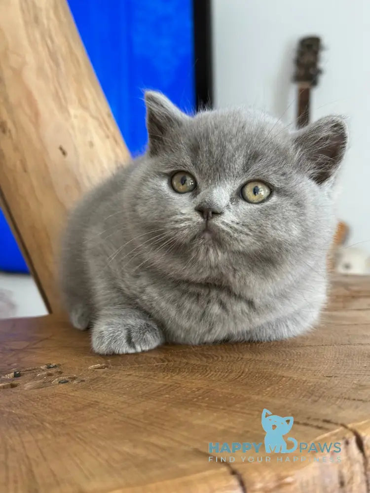 Fiona Scottish Straight female blue live animals
