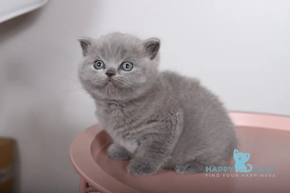 Fiona Scottish Straight female blue live animals