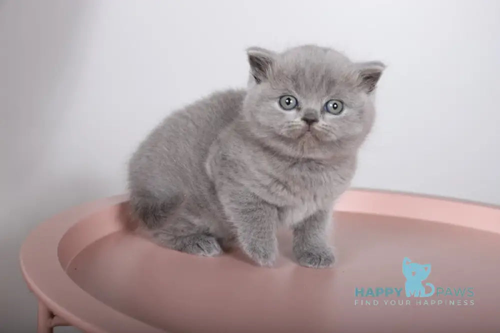 Fiona Scottish Straight female blue live animals